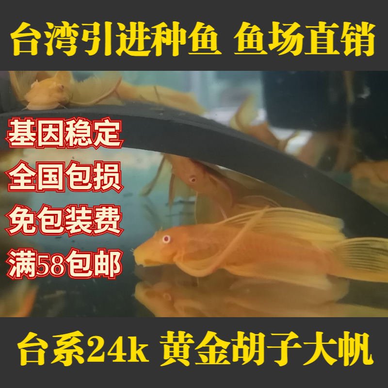 The Department of Taiwan 24K gold Beard Blue eyes Red Eye Scavenger Allotype Fish grass tool Benthicin the Pet/Pet food and supplies , Aqua World , Fish category - from Buy2taobao.com to provide professional Taobao agent buy service