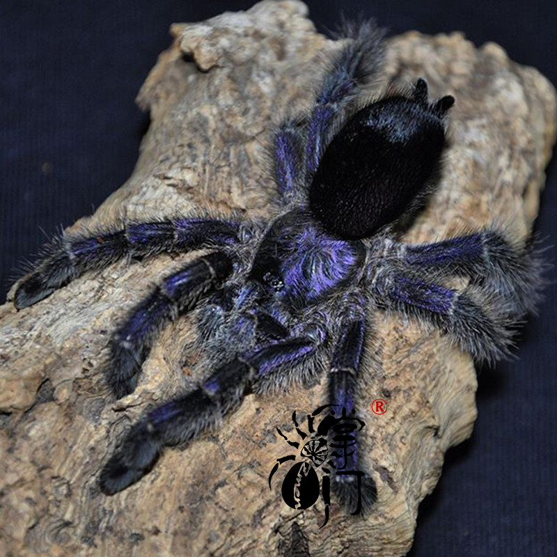 厄瓜多尔紫粉趾宠物活体蜘蛛足展2厘米幼体性格温顺漂亮好养低毒