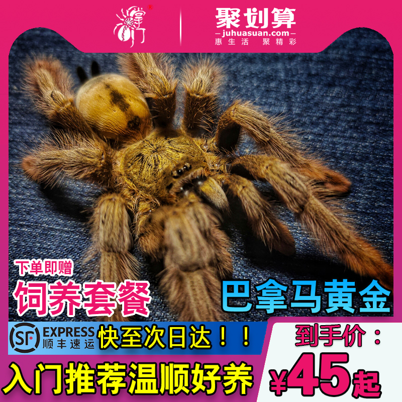 巴拿马黄金蜘蛛树栖新手入门推荐好养长得快土豪金色蜘蛛幼体苗子
