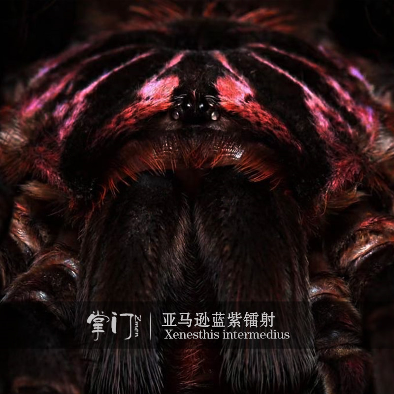 亚马逊蓝紫镭射粗腿x属活体捕鸟蛛宠物蜘蛛亚镭哥伦比亚紫罗兰pxt