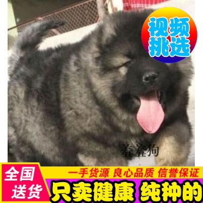 高加索犬巨型_出售纯种双血统高加索幼犬巨型工作犬高加索活体高加索