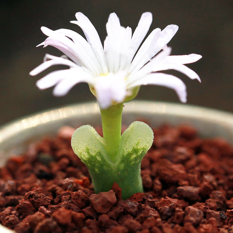 毛风铃成株冰风铃冰晶风铃磨砂风铃肉锥花属devium stiriiferum