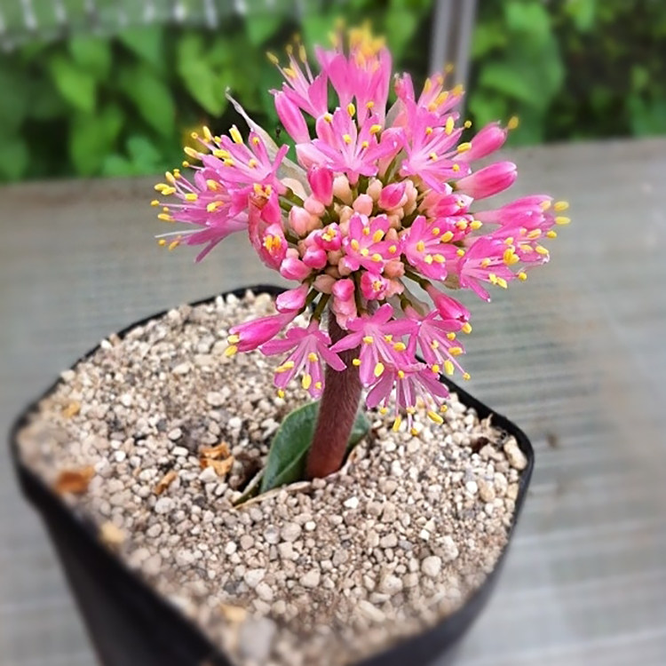 haemanthushumilissubsphumilis南非稀有球根多肉植物