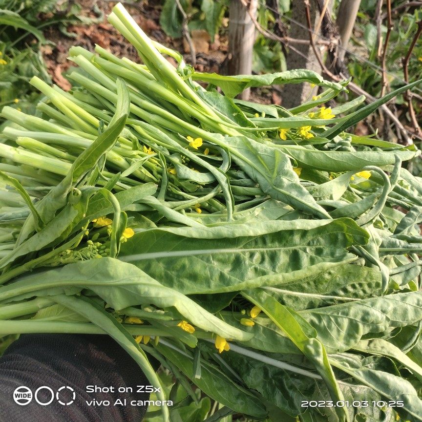 广西桂林新鲜柳叶菜花现摘现发3斤4斤5斤装甜菜心广东迟菜心农家