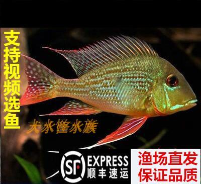 关刀鱼活体朱八利食土鲷蓝宝石关刀斯维尼元宝凤凰龙鱼配鱼慈鲷鱼|ruв категории животное/Животное питание и принадлежностей, аквариум мира, рыба - от Buy2taobao.com для оказания профессиональной услуги покупки агента Taobao