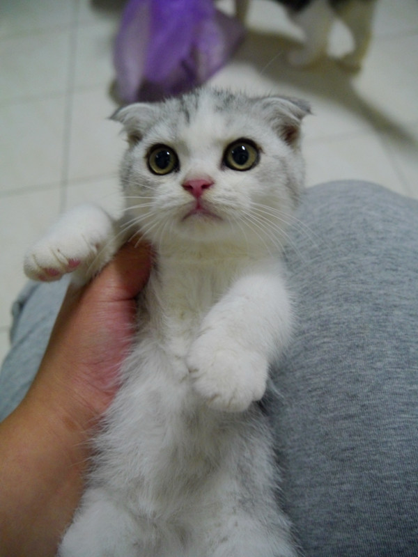 苏格兰折耳猫