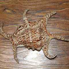 特价促销进口天然收藏级六花甲壳海洋贝壳海螺装饰礼品标本工艺品