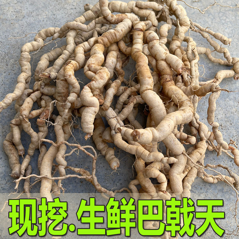 现挖新鲜巴戟天中药材非野生特级500g产地直销生巴戟凤眼根鸡肠风