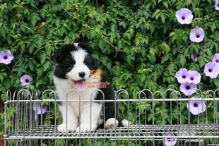 纯血犬 双血统边境牧羊犬幼犬公大骨架大头版 聪明的犬种 带芯片