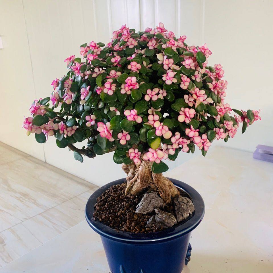 热销花奔_老桩水培金枝玉叶棒棒糖造型盆栽多肉植物室内花奔四季常青