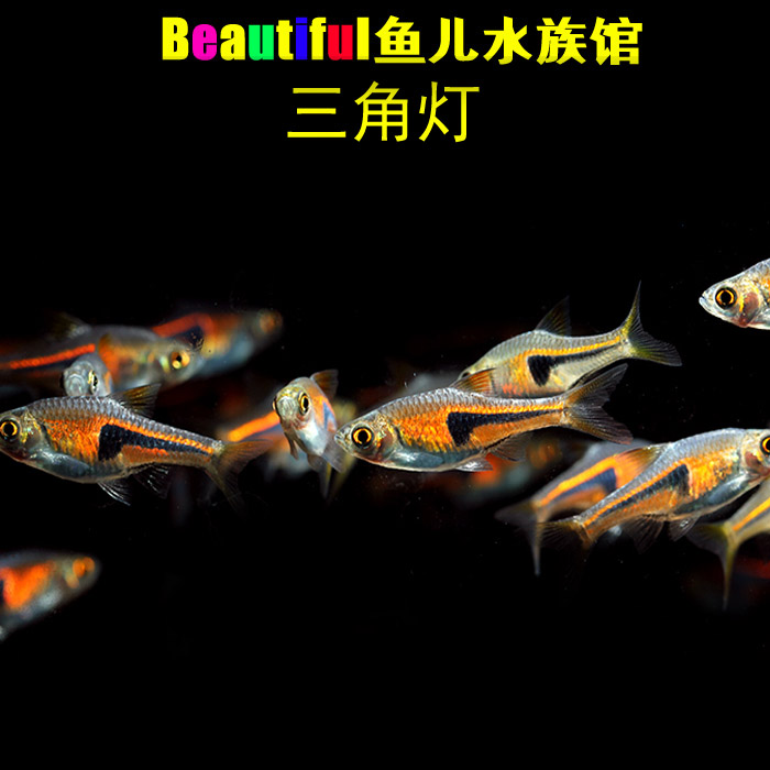 紫三角灯鱼群游鱼观赏大三角热带鱼