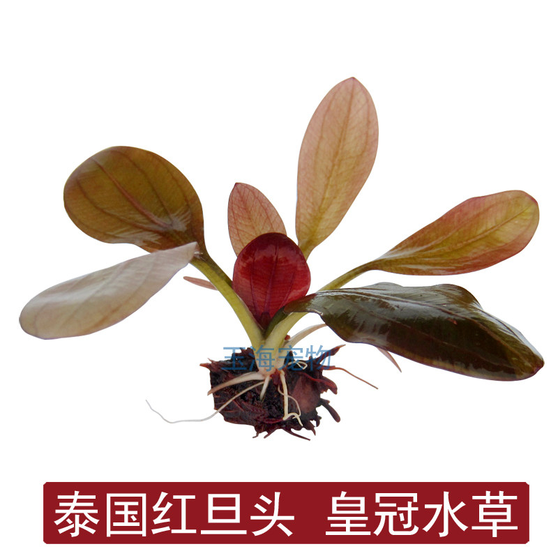 鱼缸造景真水草 红旦头皇冠/红蛋头皇冠/一株(中前景草)买3送1