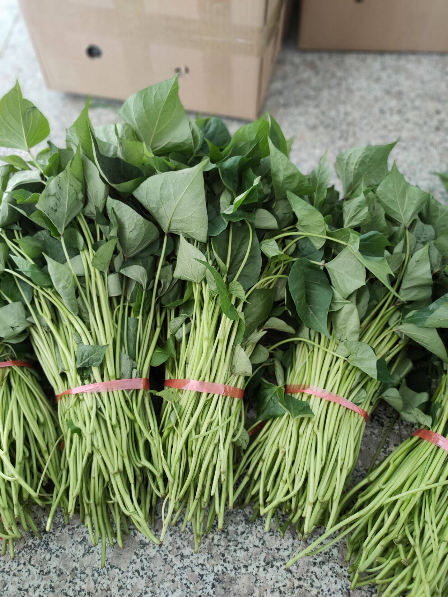 临安天目小香薯苗正宗黄心番薯苗地瓜苗山芋苗红薯苗50棵包活现剪