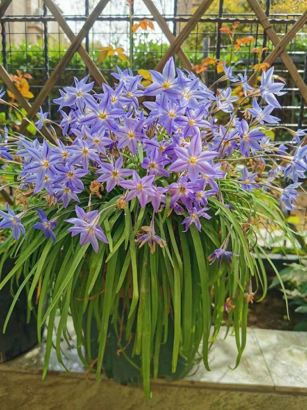 淘宝￥8折后价￥8【10球】花韭浅蓝色夏洛特杰西je