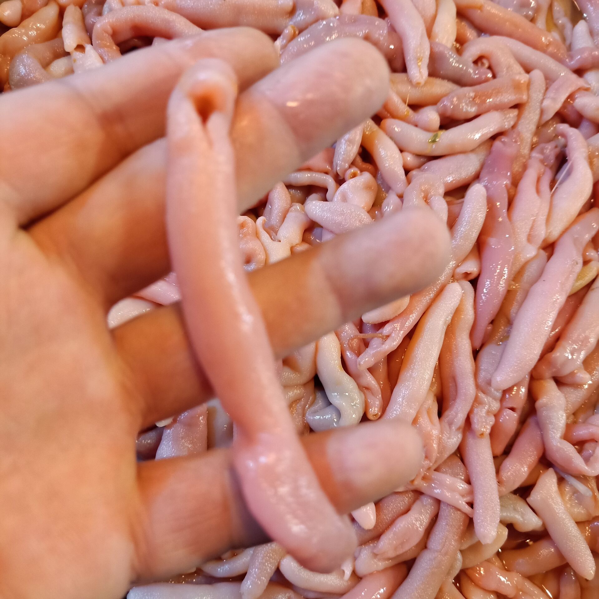 新鲜小海肠苗 活海肠现杀 海肠皮 涮火锅饺子馅 海缘天天活鲜