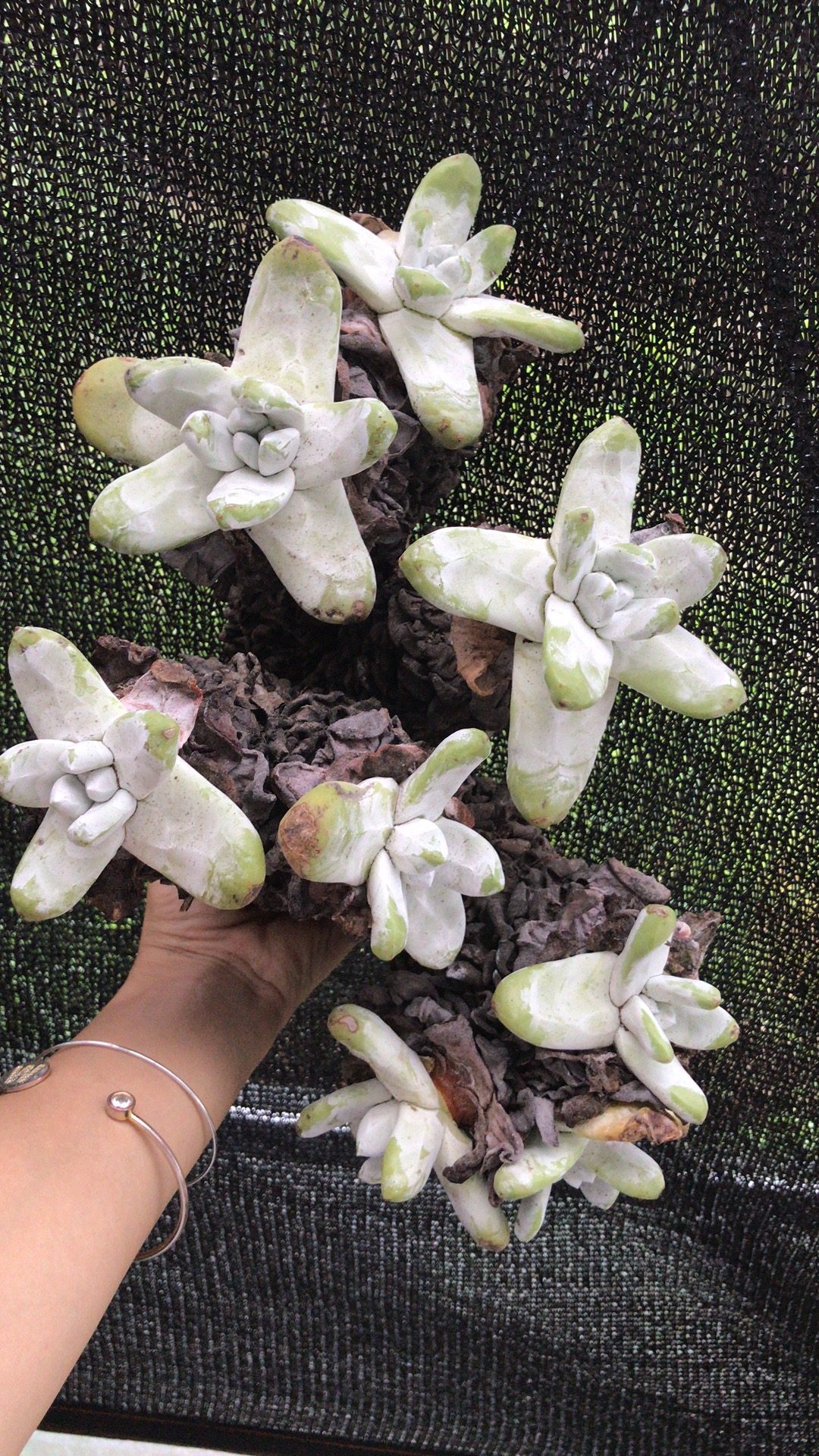 拇指 帕奇飞图 仙女杯 多肉