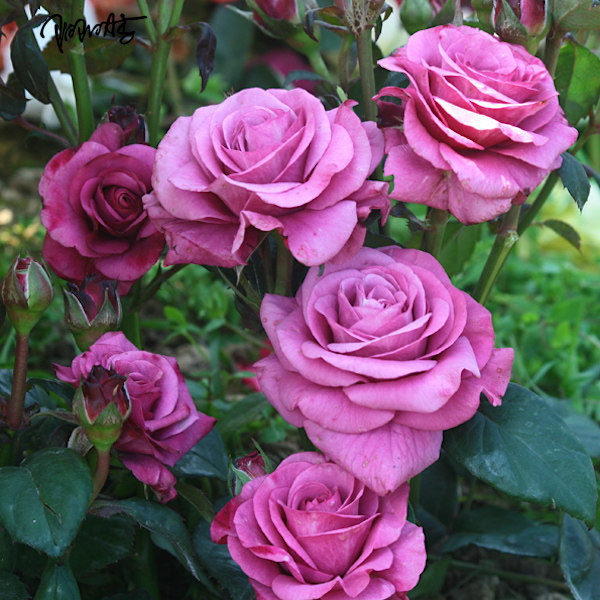 冥王星 丰花微型月季庭院阳台花卉观花植物玫瑰花盆栽带叶包邮