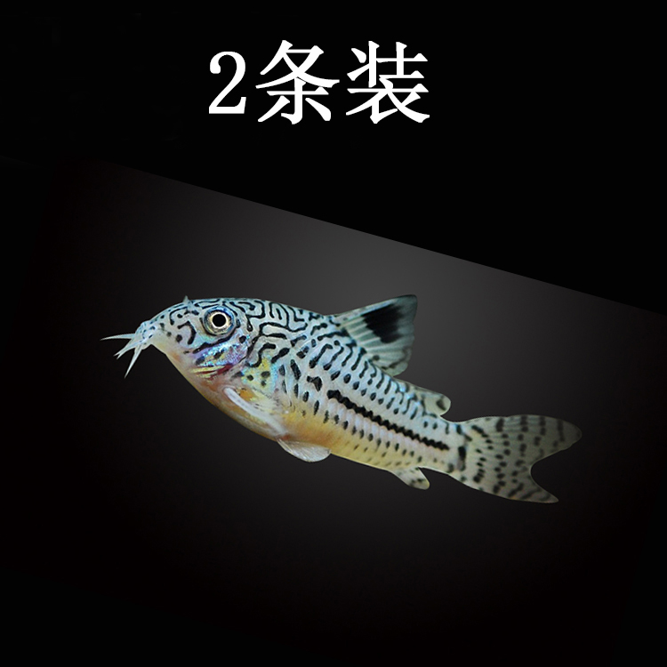 水族茱莉豹鼠活体观赏鱼热带淡水鱼底栖清洁鱼缸鱼