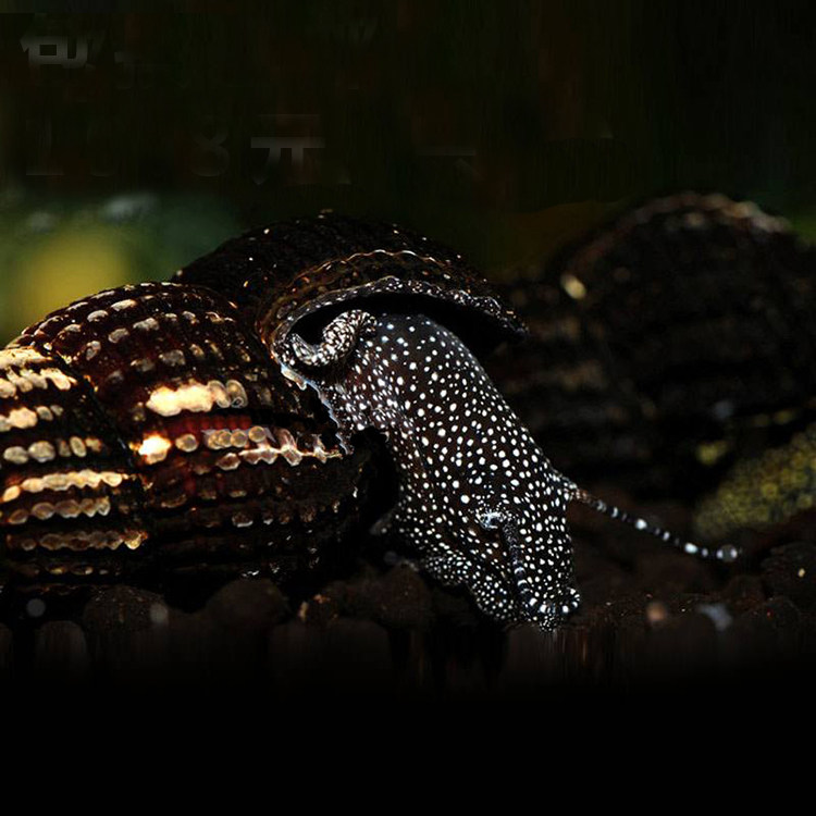 水族宠物满天星苏螺活草缸清洁观赏淡水螺水底生物除藻工具螺包损