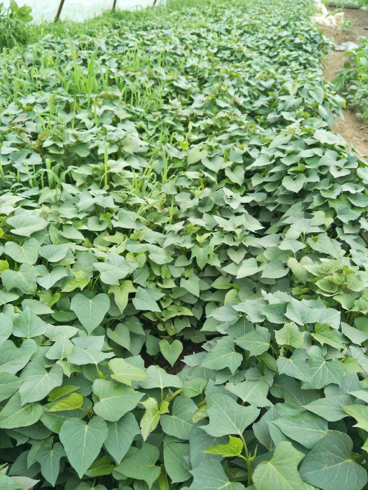 新鲜红薯叶食用地瓜叶农家自种蔬菜现摘现发 真空包装 3斤包邮
