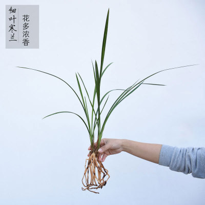 细叶寒兰4苗包邮绿植花卉兰花苗冬天开花植物盆栽香味浓图片