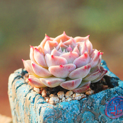 美诺3ynpy-0101【580盆】云南精品景天一物一拍多肉阳台绿植