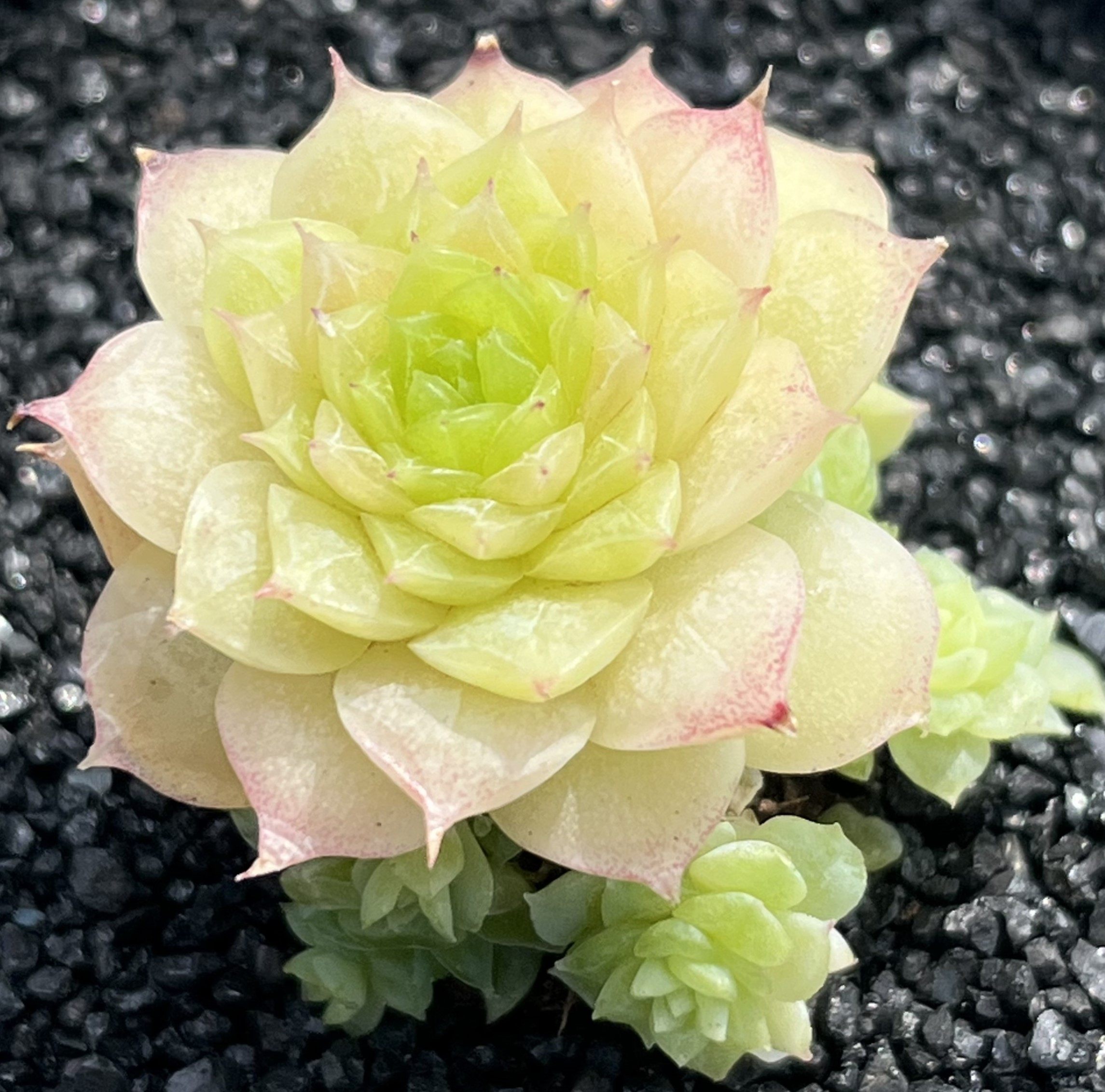 3ynm-1122洛神专拍多肉植物