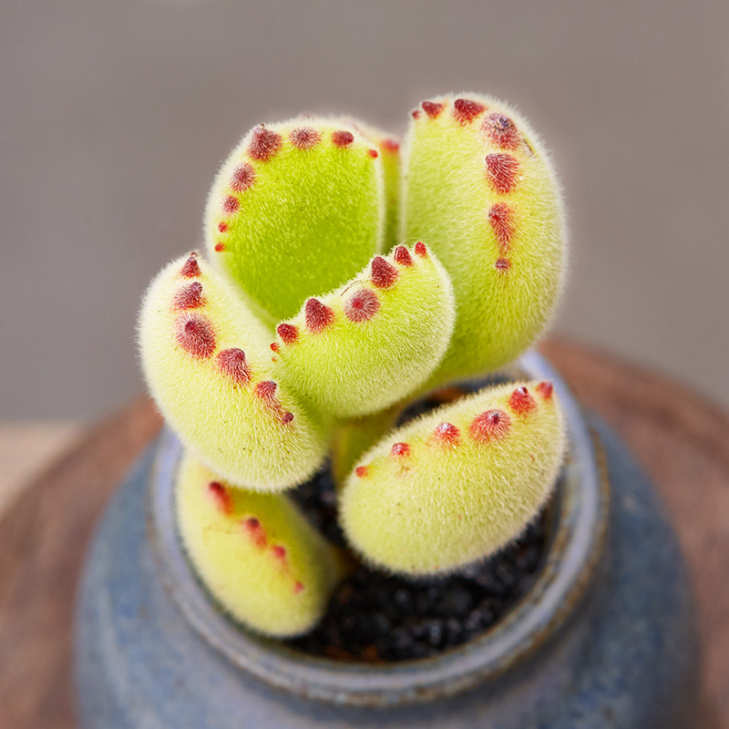 美诺花园多肉熊童子绿熊多肉植物办公桌小绿植室内花卉盆栽组合肉