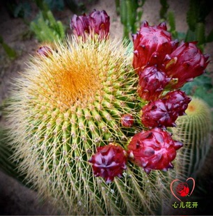 心儿花开园艺场 大凤龙 龙凤柱 仙人柱多肉植物