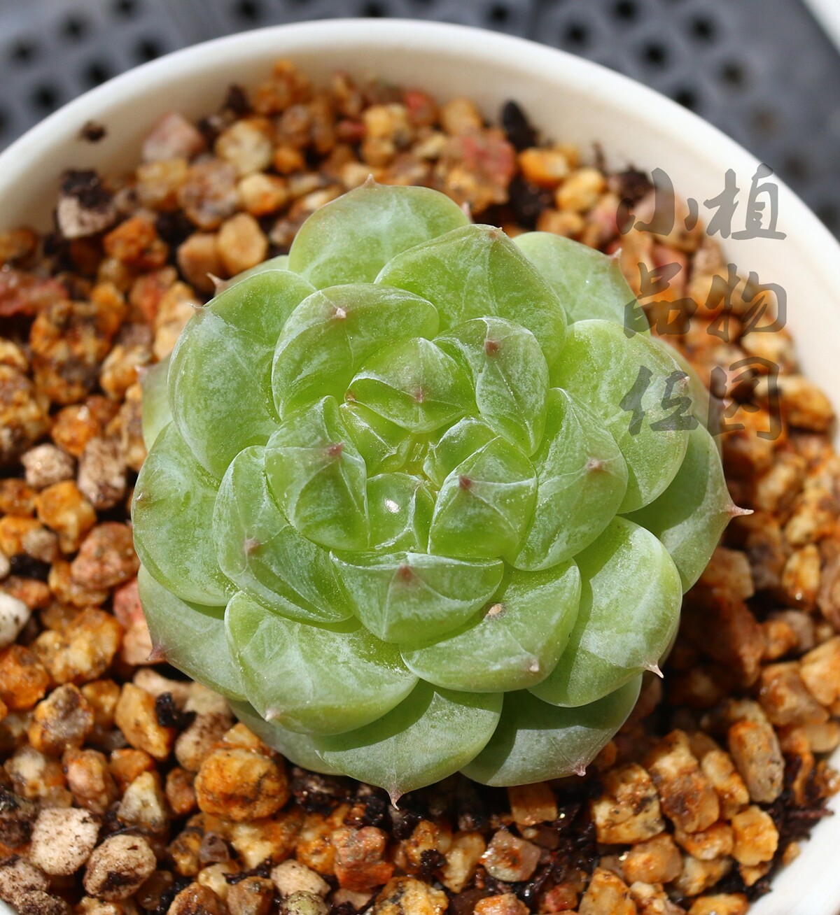 冰魄多肉植物冰珀粉钻一物一拍盆栽