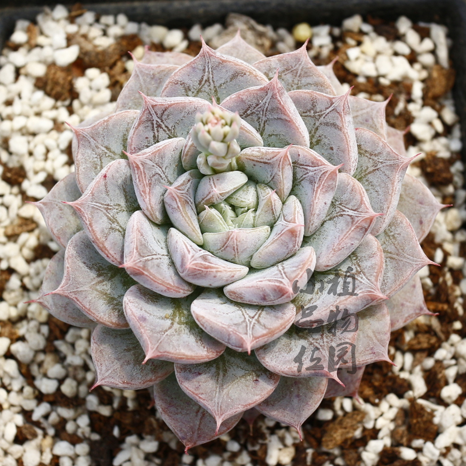 多肉植物龙纹章多肉暗纹新品月影系一物一拍小品位植物园 银河系