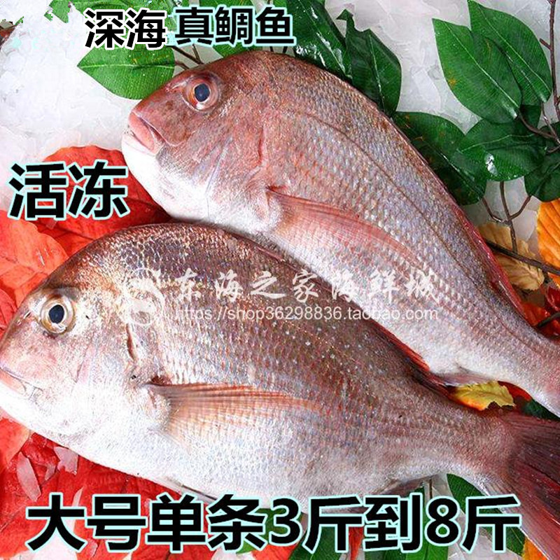 新货深海鱼真鲷鱼鲜活速冻加吉鱼冷冻海鲜刺身鱼海鲜整条4斤5重