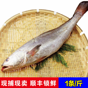 野生米鱼东海鮸鱼新鲜敏鲈面鱼舟山海捕水产石浦特产海鲜深海鲜活