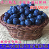 速冻原味无糖18年野生小蓝莓鲜果大兴安岭蓝梅都柿加蓝莓汁包邮|ru 速冻原味无糖18年野生小蓝莓鲜果大兴安岭蓝梅都柿加蓝莓汁包邮|ru