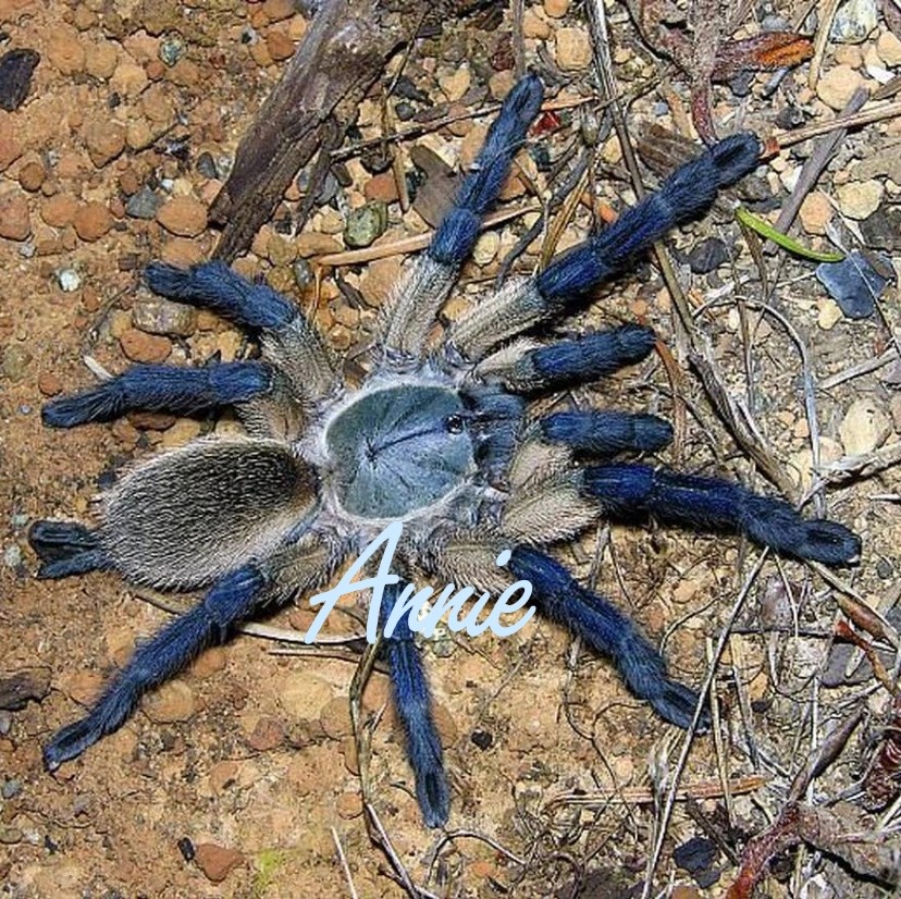 梦幻食鸟索科特拉蓝巴布入门级宠物蜘蛛超高人气