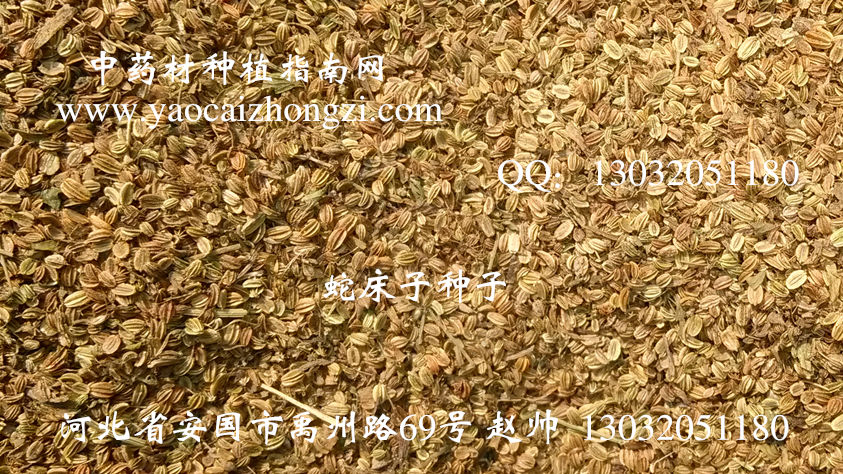 蛇床子种子 种植技术中药材种植指南网柴胡急性子在类目 农用物资, 农技服务中 - 来自Buy2taobao.com提供专业的淘宝代购服务