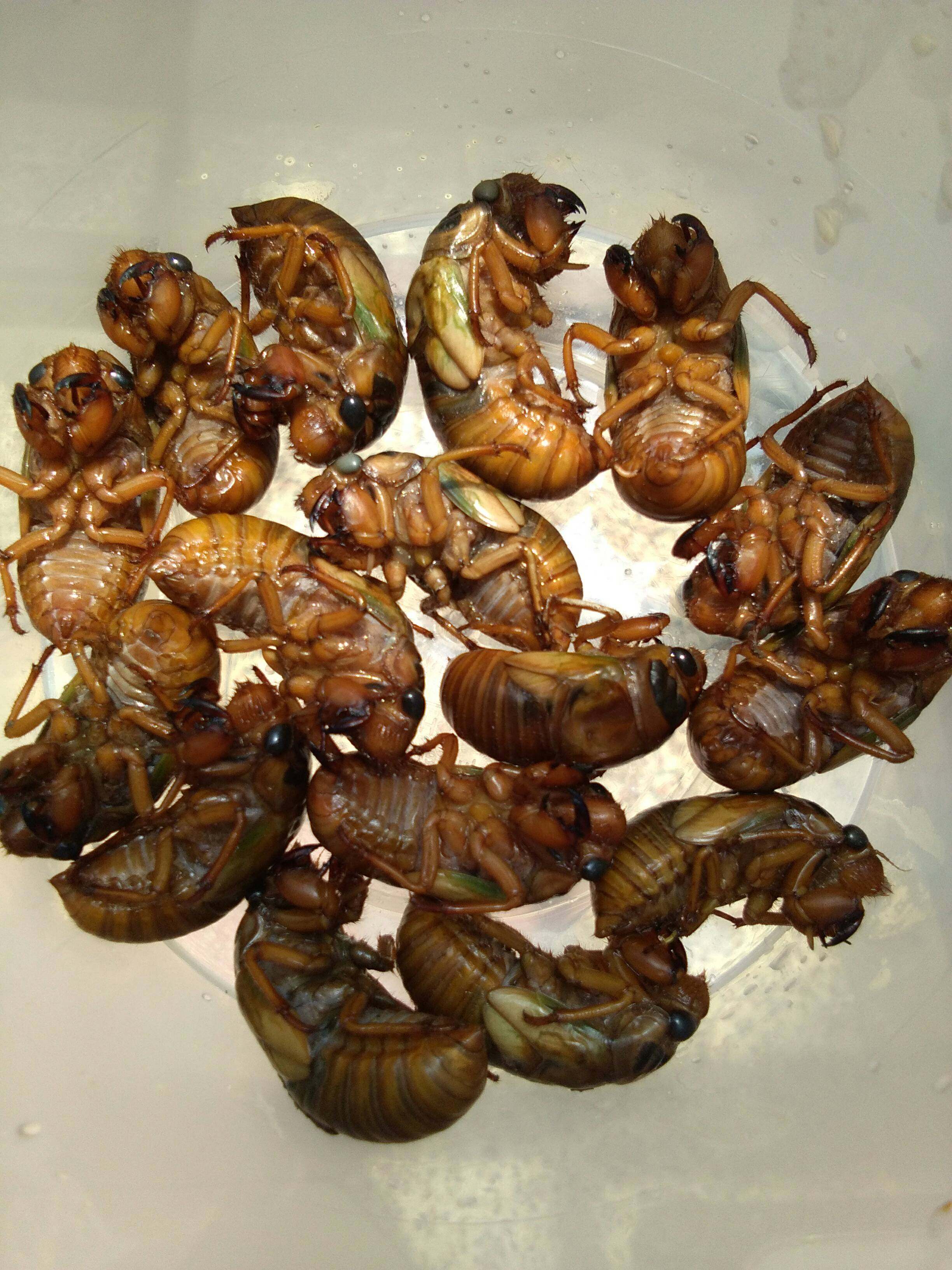 100只金蝉2021年新货鲜活马季猴新鲜大知了猴蛹蝉知了龟爬蚱猴