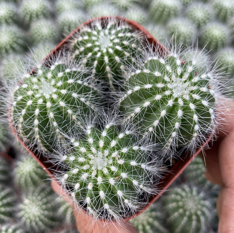 花龙园艺 银冠 仙人球实生 基地直供 多肉