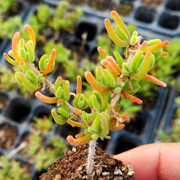 花龙园艺枝干番杏非碧光环超萌开枚红色花扦插枝条多肉植物