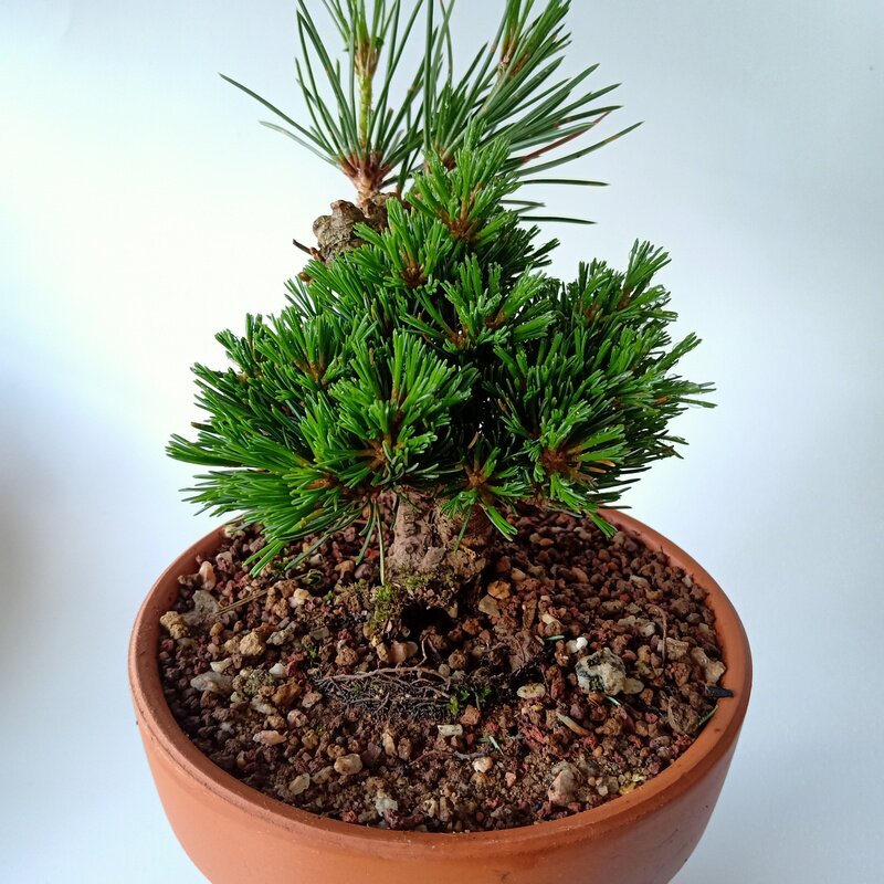 植物季  明星五针松盆景那须娘衹园地球宝大阪庭院贵盆栽花卉绿植