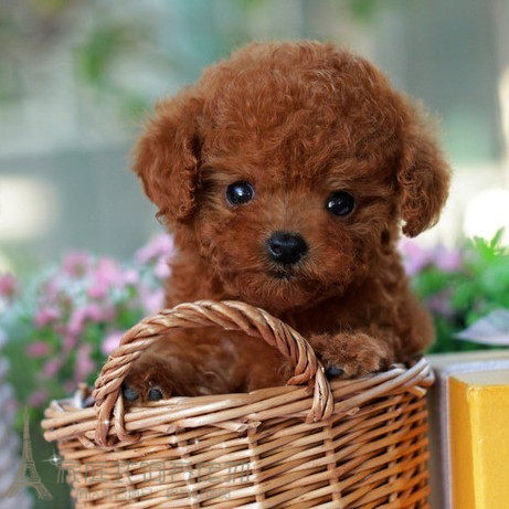 家养赛级活体血统纯正红泰迪幼犬宠物狗狗迷你型泰迪犬纯种健康g