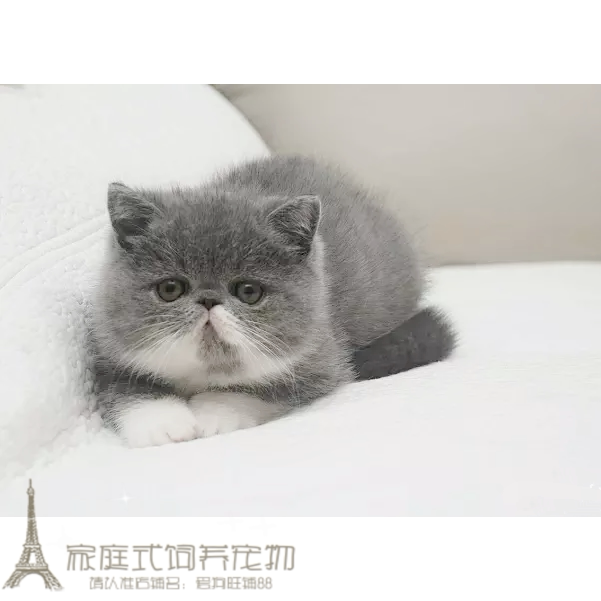 白双色加菲猫宠物猫咪异国短毛猫家养纯种灰色加菲猫幼猫活体x优惠券