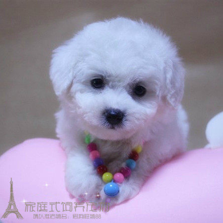 白色泰迪狗