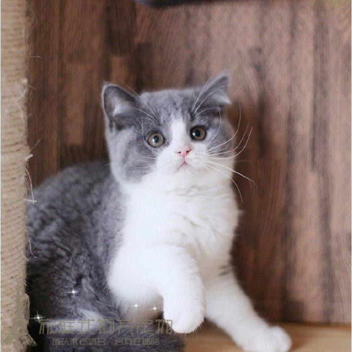英国短毛宠物猫幼纯种家养立耳正八五粉英短猫咪