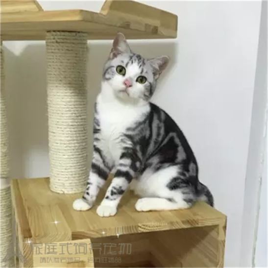 美短起司加白活体幼猫美国短毛猫加白幼猫宠物猫银虎斑猫家养ww_不