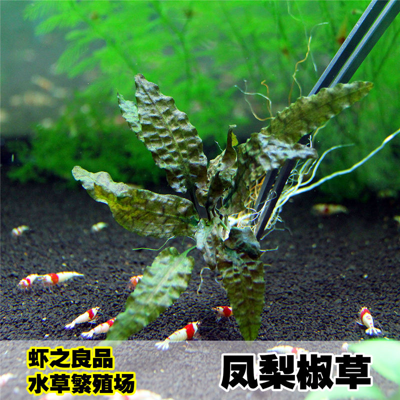 虾之良品凤梨椒草 金线阿芬 黄底虎纹椒草 前景草 虾缸水草水中叶