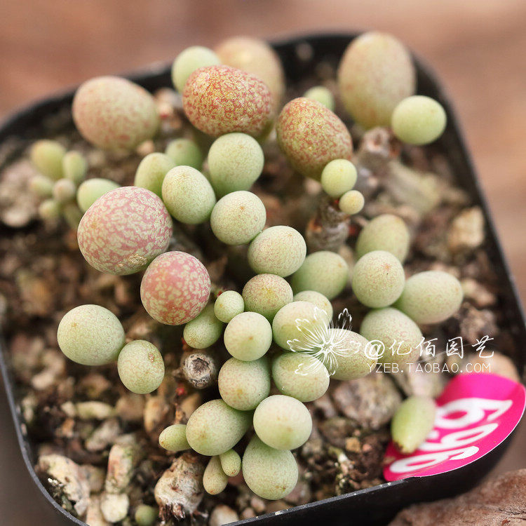 群卵奇峰锦_多肉植物百科图片_培育种植_饲养繁殖_sbike