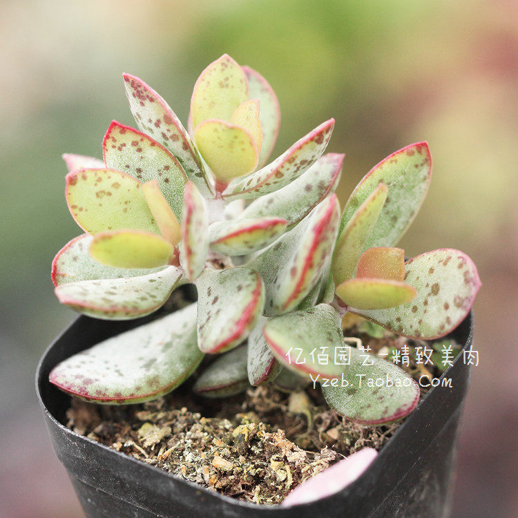 水泡草莓蛋糕植物易掉介意多肉植物