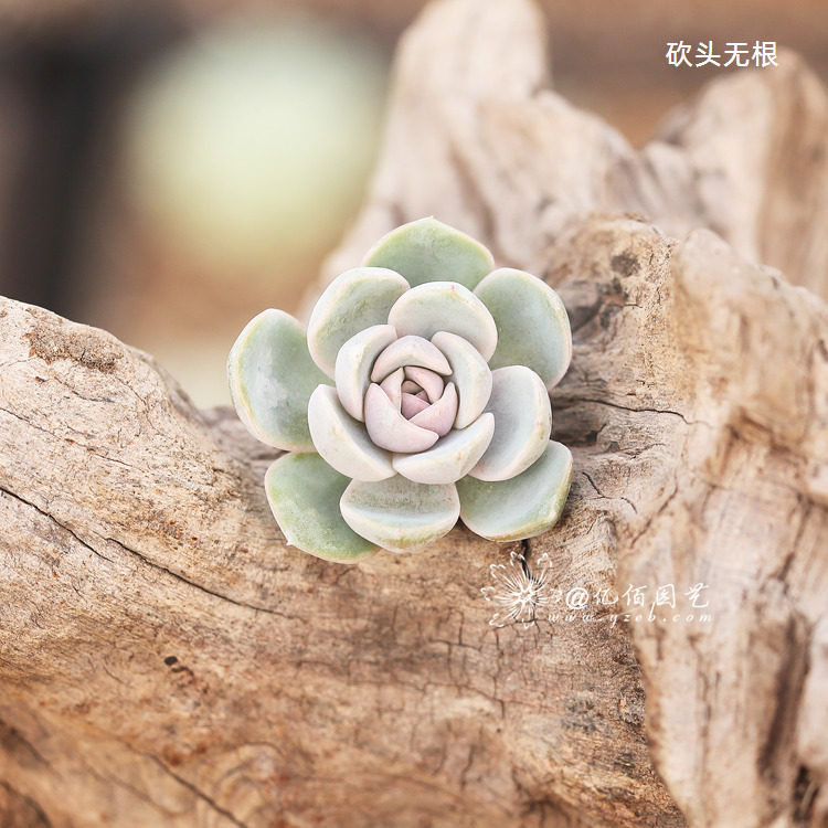 泰尼汉堡多肉植物粉色色系肥厚多肉植物