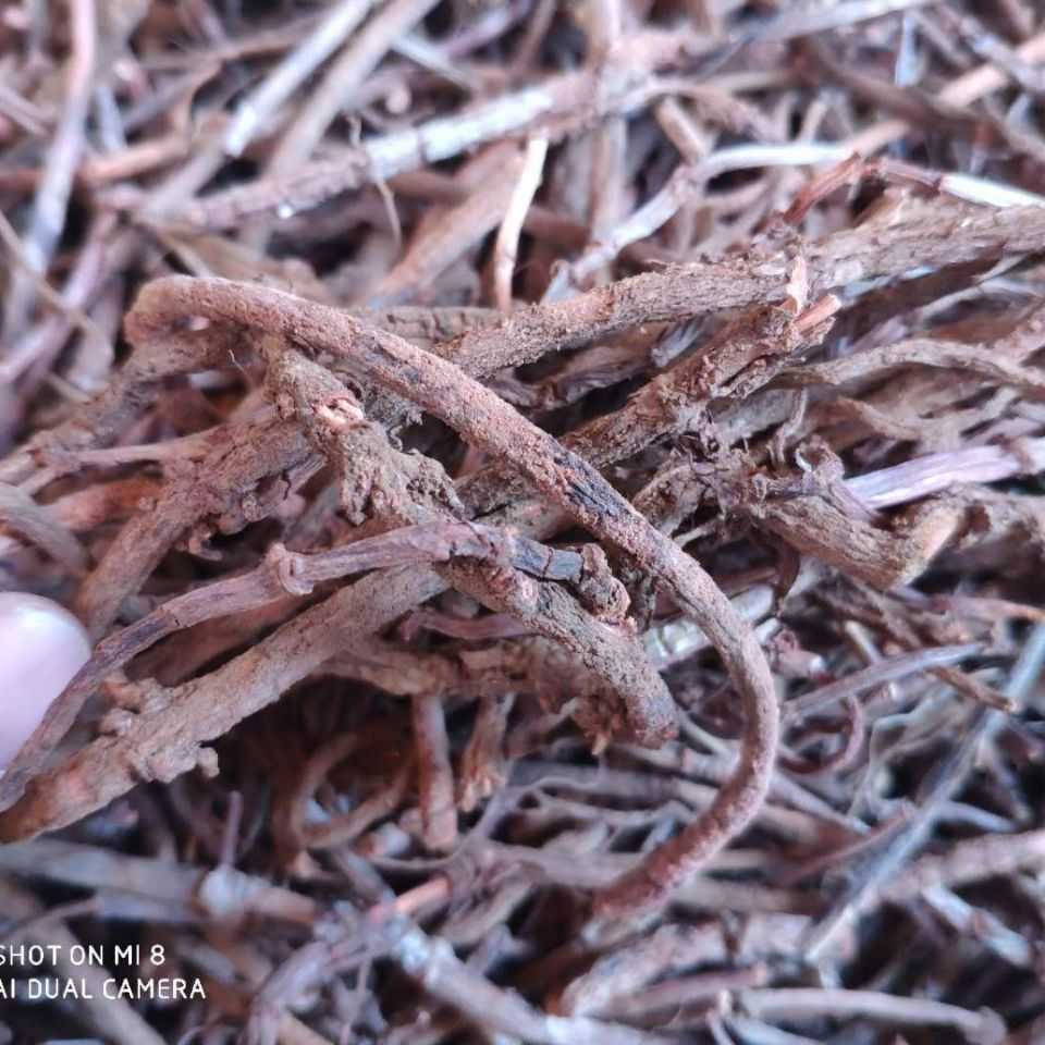 新鲜红根子 茜草根 血见愁 鬼见愁 地苏木 土丹参红茜根 干货500g